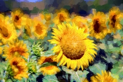Girasoli_GIR9616-106x76