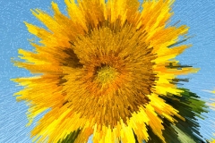 Sunflower-extr_106x106a