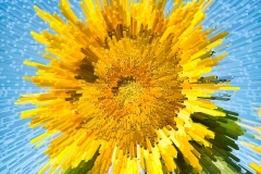 Sunflower-extr_56x56-300dpi